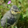 OISILLON DE MÉSANGE BLEUE. Maman je suis là. THIRIOUX VALÈRE